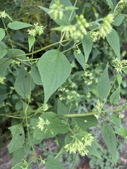 Ageratina altissima