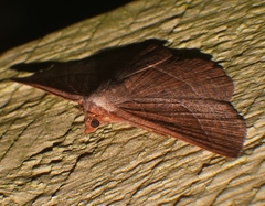Nadagara xylotrema