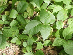 Toxicodendron rydbergii