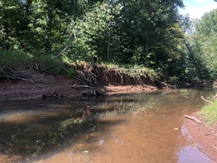 Moxostoma erythrurum