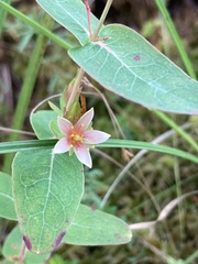 Hypericum virginicum