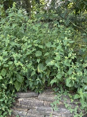 Ageratina altissima