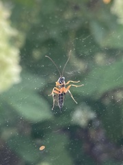 Diplazon laetatorius