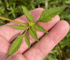 Bidens polylepis