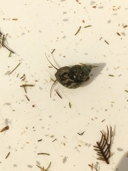 Bithynia tentaculata
