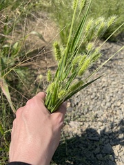 Setaria viridis