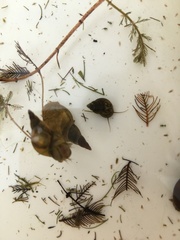 Bithynia tentaculata