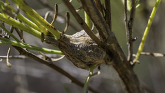 Gnorimoschema baccharisella