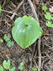 Maianthemum dilatatum