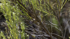 Gnorimoschema baccharisella