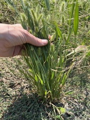 Setaria viridis
