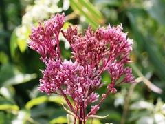 Eutrochium maculatum