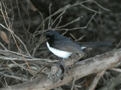 Rhipidura leucophrys