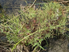 Epilobium coloratum