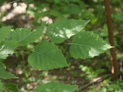 Betula cordifolia