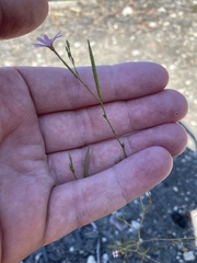 Epilobium brachycarpum