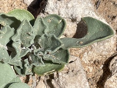 Nyctaginaceae