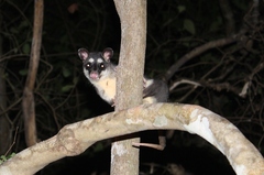 Philander opossum