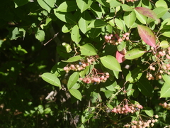 Viburnum cassinoides