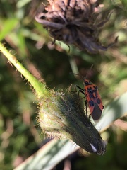 Corizus hyoscyami