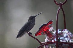 Archilochus alexandri