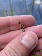 Carex canescens
