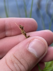 Carex canescens