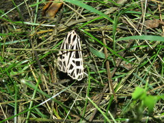 Apantesis parthenice