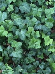 Hedera
