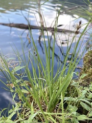 Carex canescens