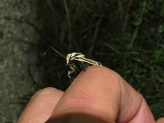 Apantesis parthenice