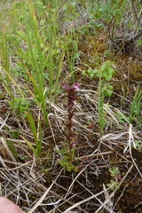 Pedicularis sudetica