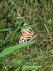 Apantesis parthenice