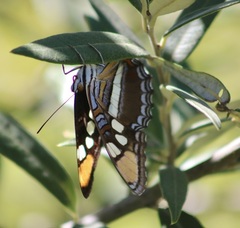 Adelpha eulalia