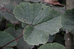 Gunnera macrophylla