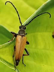 Stictoleptura rubra