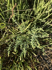 Suaeda taxifolia