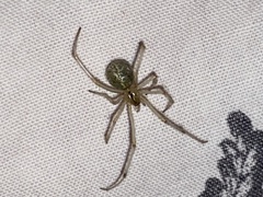 Enoplognatha ovata