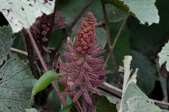 Gunnera macrophylla