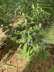 Trichostema dichotomum