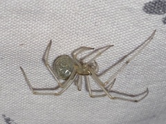 Enoplognatha ovata
