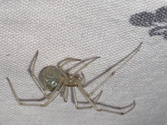 Enoplognatha ovata