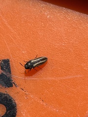 Acmaeodera quadrivittatoides