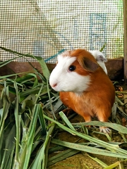 Cavia porcellus