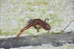 Paramesotriton hongkongensis