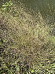 Eragrostis spectabilis