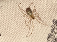 Enoplognatha ovata