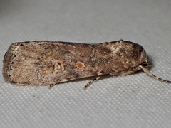 Spodoptera exigua
