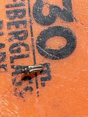 Acmaeodera quadrivittatoides