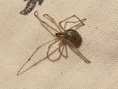 Enoplognatha ovata